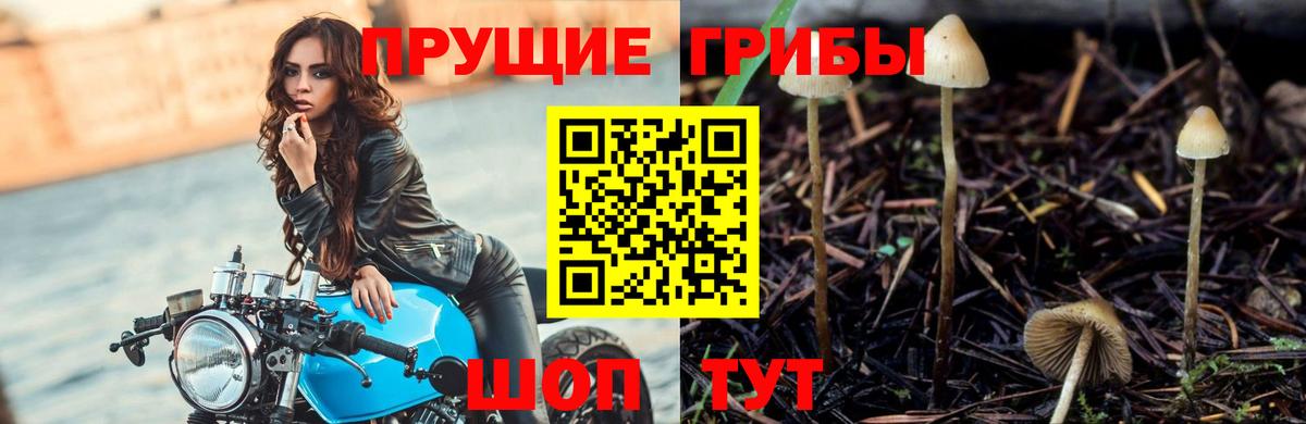 Зеленодольск  Псилоцибиновые грибы Psilocybe  Вход с VPN 